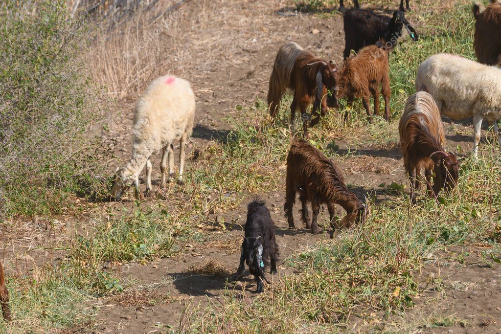 Gregge al pascolo tra i prati della cascina